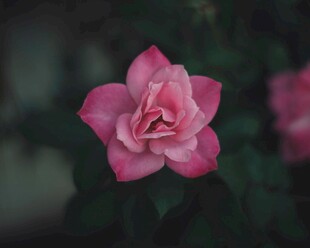 娇艳粉色月季花特写