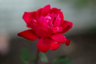 娇艳月季花