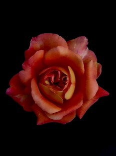 橙红色月季花