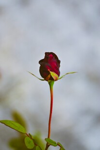 娇艳红玫瑰初绽