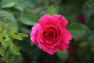 粉红色月季花