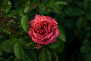 娇艳月季花
