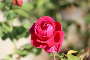 娇艳月季花