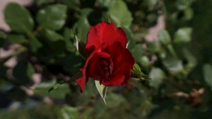 娇艳月季花