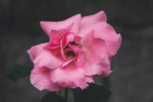 娇艳粉色月季花