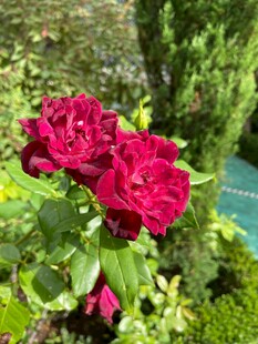 娇艳月季花