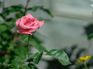娇艳粉色月季花