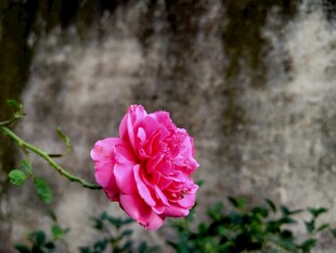 娇艳月季花特写