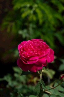 娇艳月季花