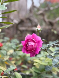 娇艳月季花