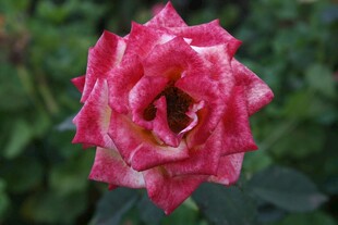 娇艳双色月季花