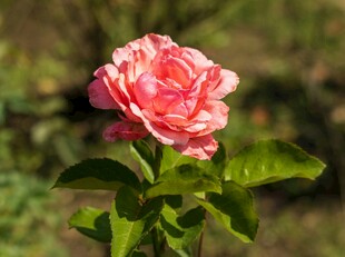 娇艳月季花