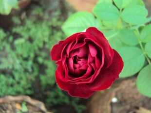 月季花特写