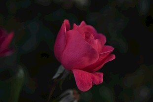 娇艳月季花