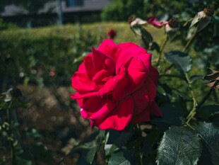 娇艳月季花