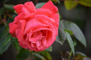 娇艳月季花绽放