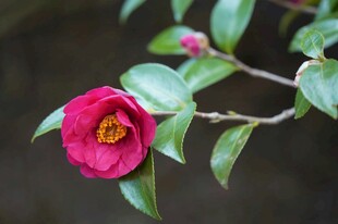 娇艳山茶花绽放枝头