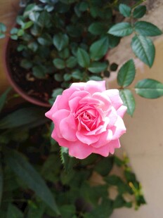 娇艳粉色月季花特写