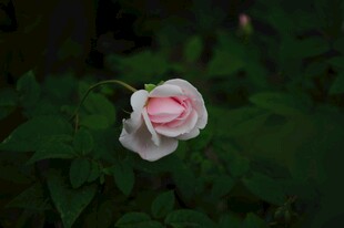 月季花绽放绿叶间