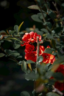 月季花