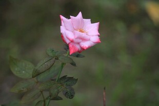 娇艳月季花