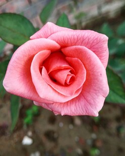 月季花特写