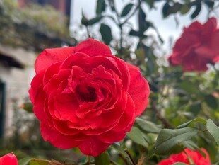 月季花绽放