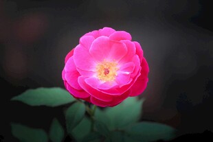 月季花