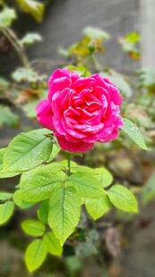 娇艳月季花