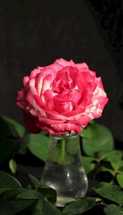 娇艳粉色月季花
