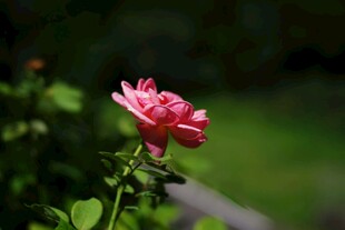 娇艳月季花