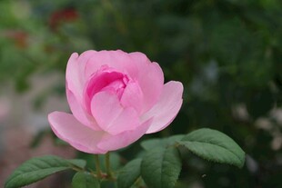 娇艳粉色月季花绽放