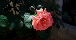 娇艳粉色月季花