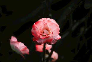 粉色月季花特写