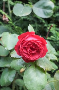 月季花绽放绿叶间
