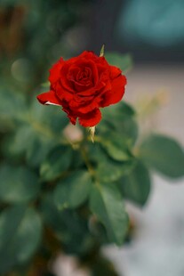 娇艳月季花