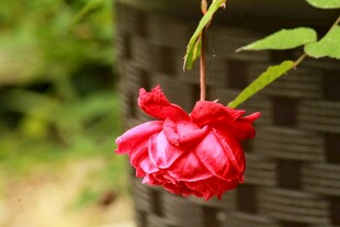 月季花