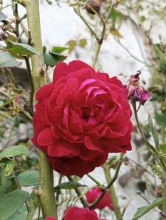 月季花绽放于枝头