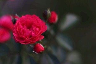 娇艳红月季花