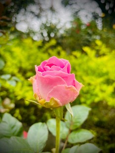 娇艳月季花