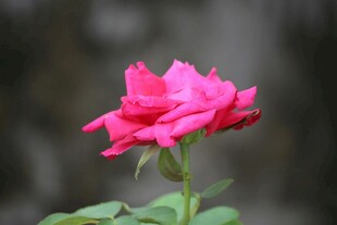 娇艳粉色月季花