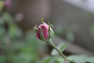 含苞待放的娇艳玫瑰花蕾