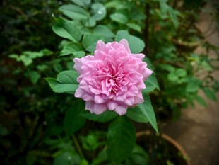 娇艳粉色月季花绽放