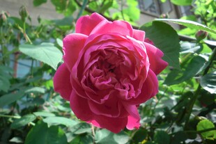 娇艳红月季花