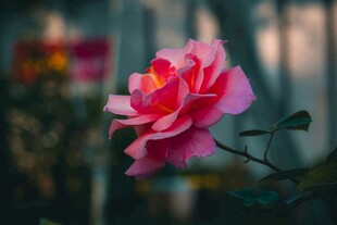 娇艳绽放的粉色月季花