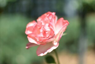 娇艳月季花