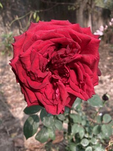娇艳红月季花