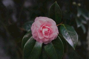 娇艳粉色山茶花特写