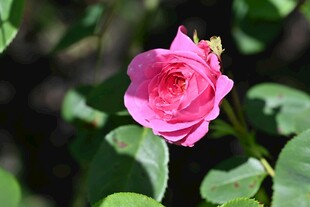 娇艳月季花