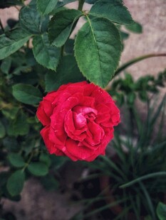 红月季花